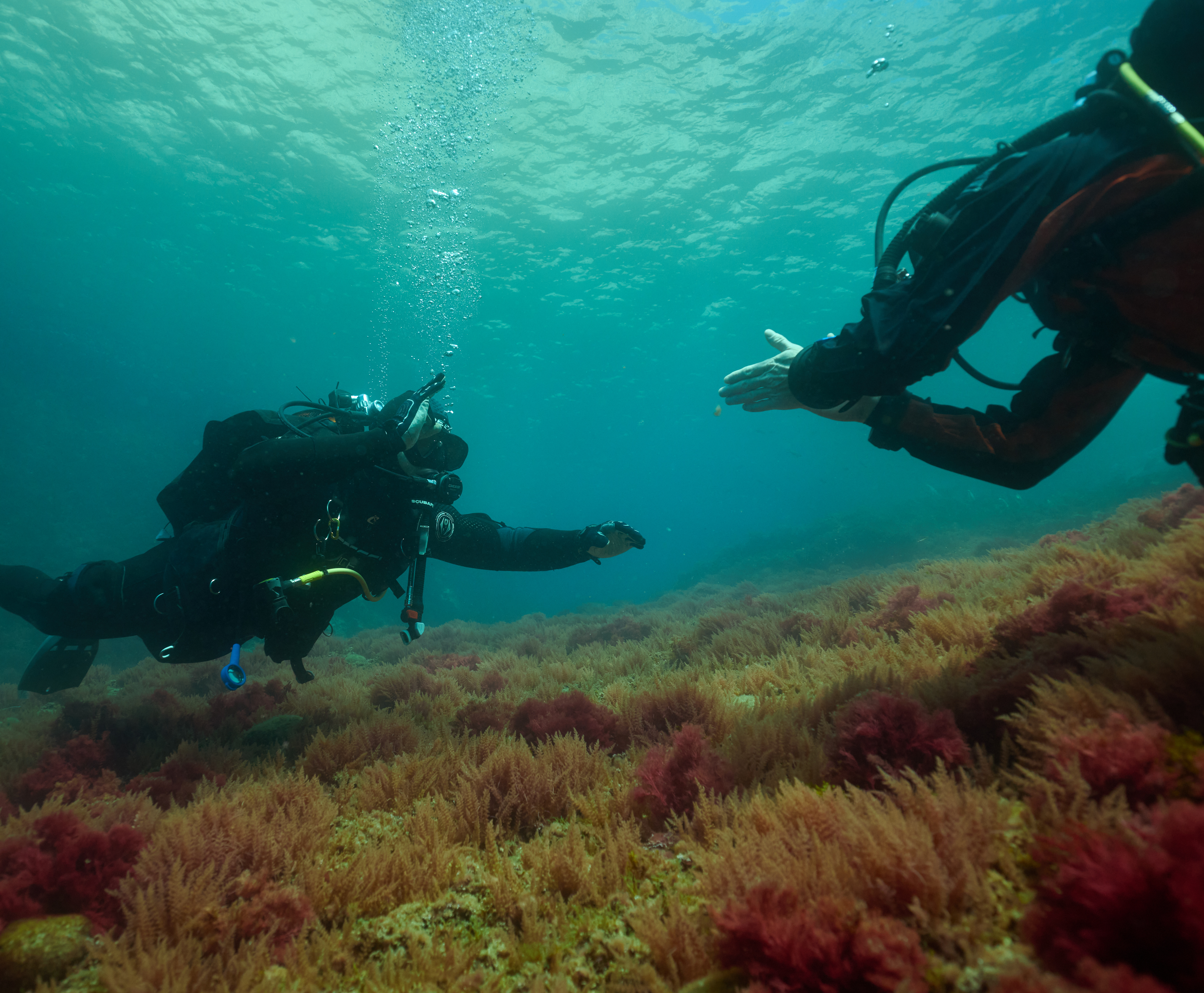 Formation Scuba diver