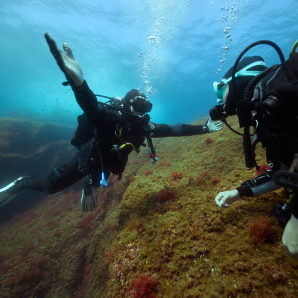 Formation Niveau 4 + DIVEMASTER